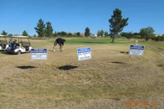 Legion-Post44-2015-golf-tournament-2016-40